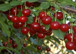 Prunus cerasus Újfehértói Fürtös / Újfehértói Fürtös meggy 